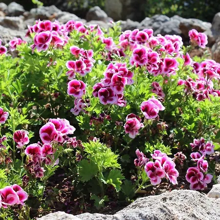 Country house Sahin Tepesi Terrace Gokbel